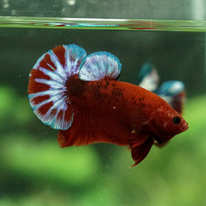 betta fish store near me