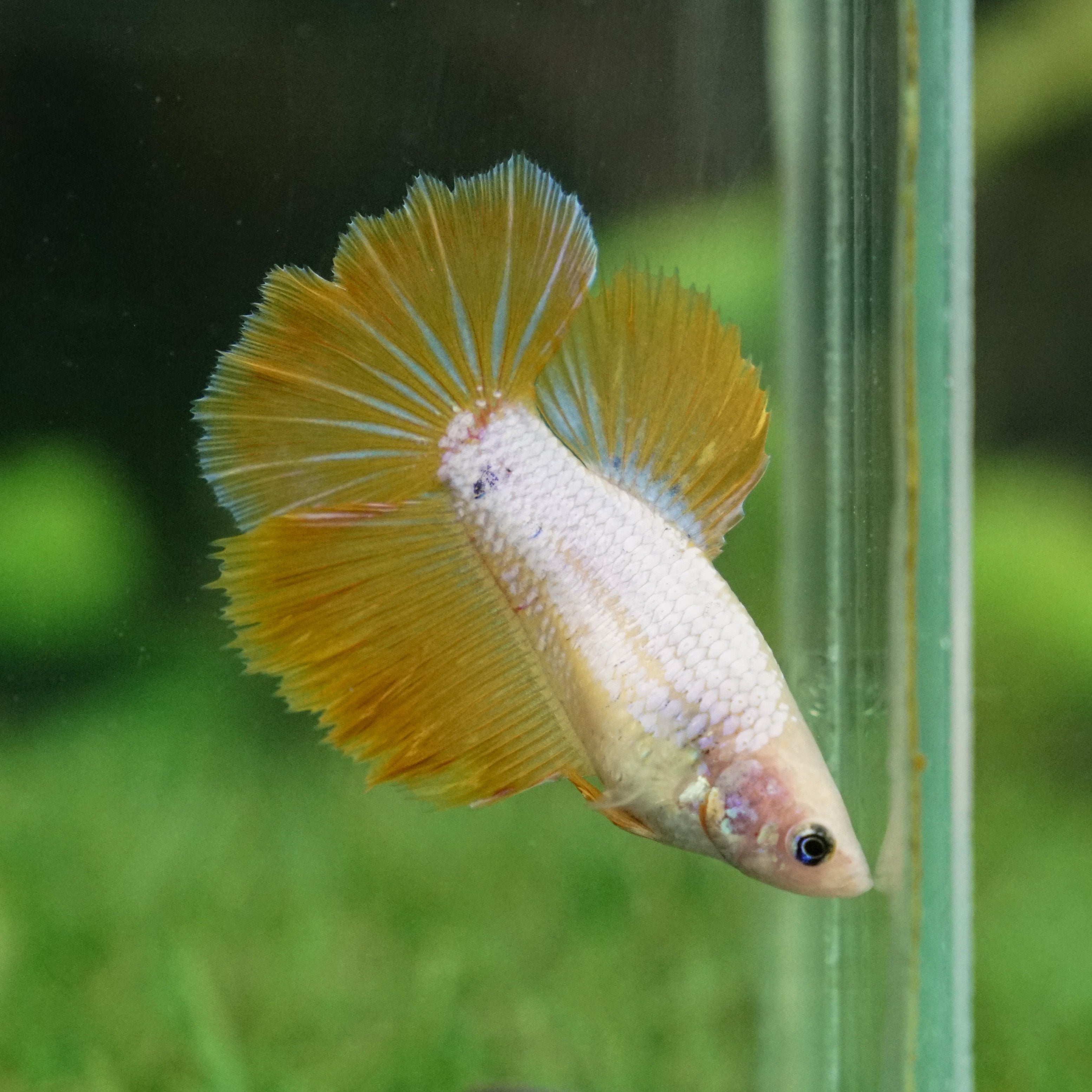 yellow halfmoon betta