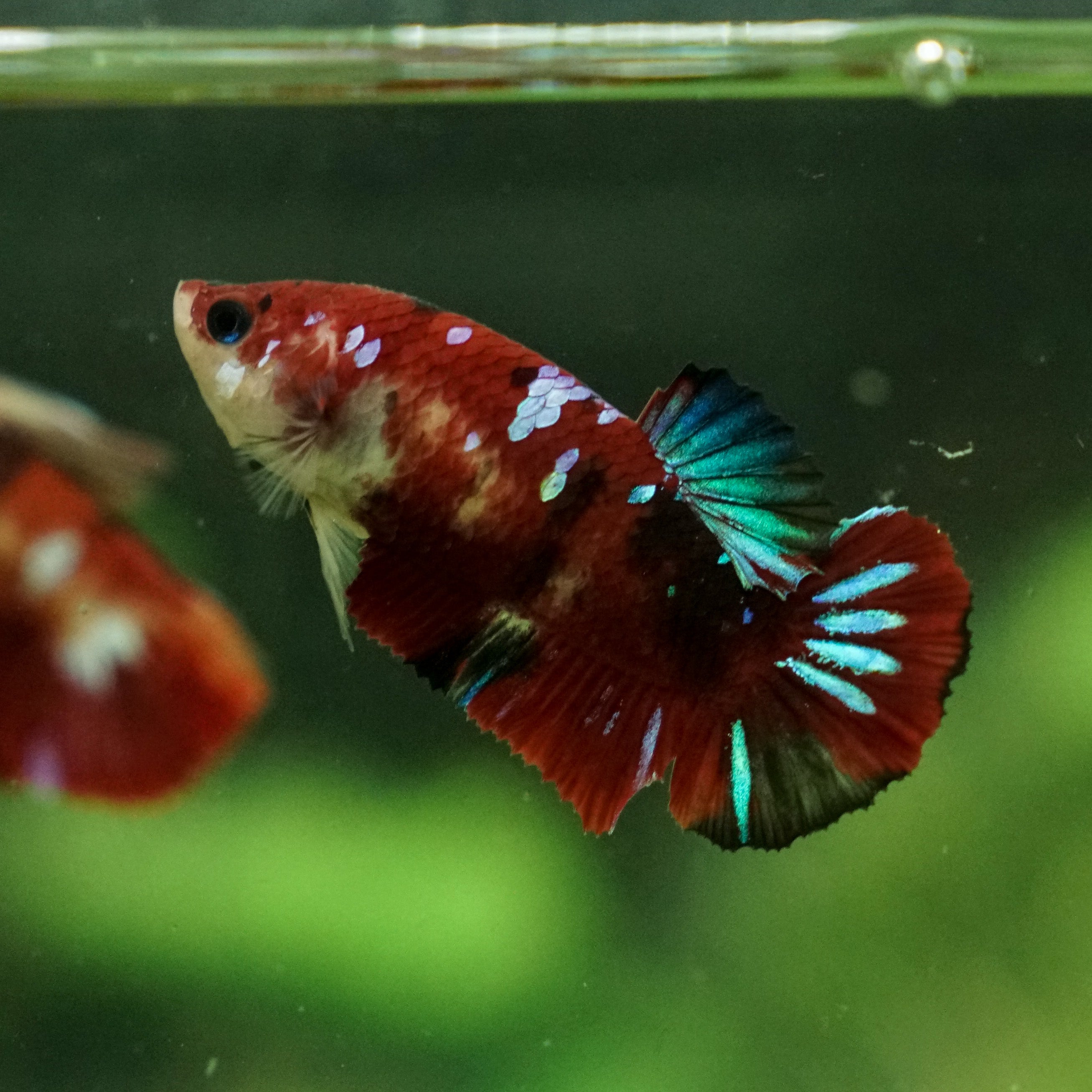 Galaxy Koi Plakat- Female – Betta Squad USA, LLC.