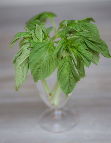 Herbs in a glass full of water