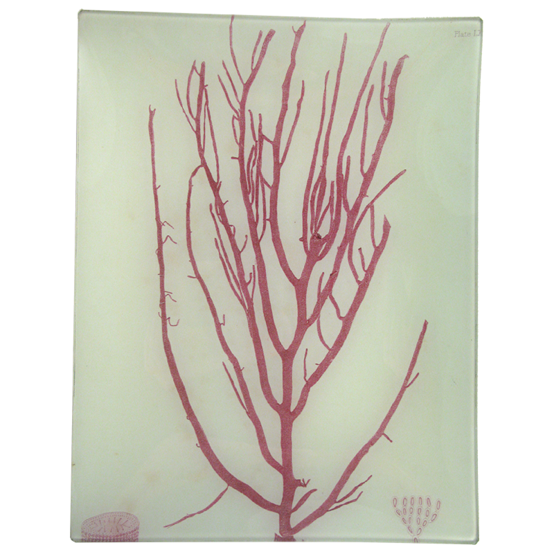 #3 Seaweed (LX) — John Derian Company Inc