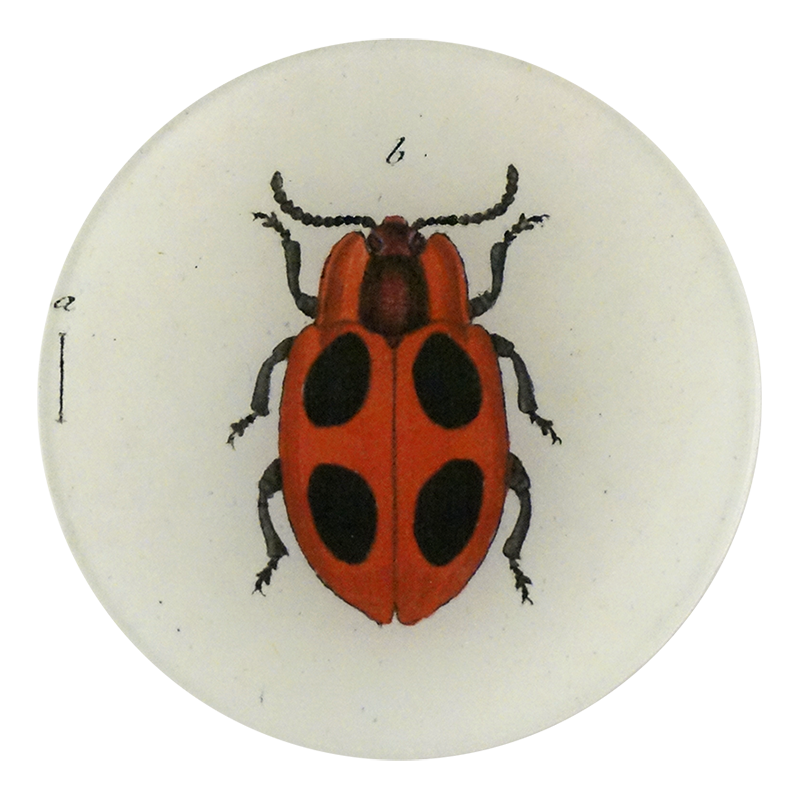 Big Dot Lady Bug — John Derian Company Inc