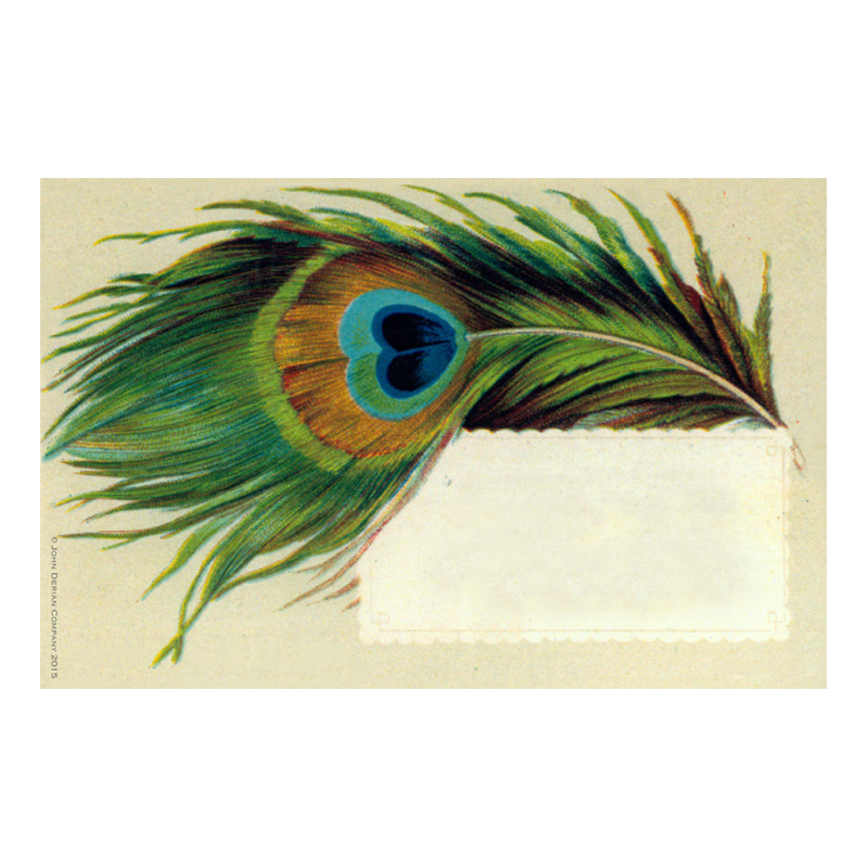 Single Peacock Feathers With Flute