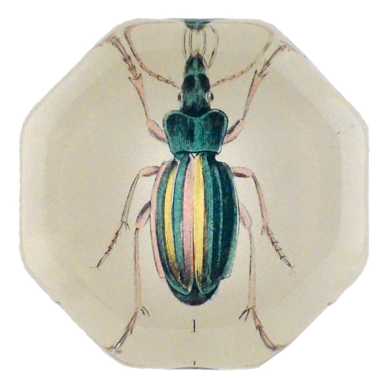 Carabus Auratus — John Derian Company Inc