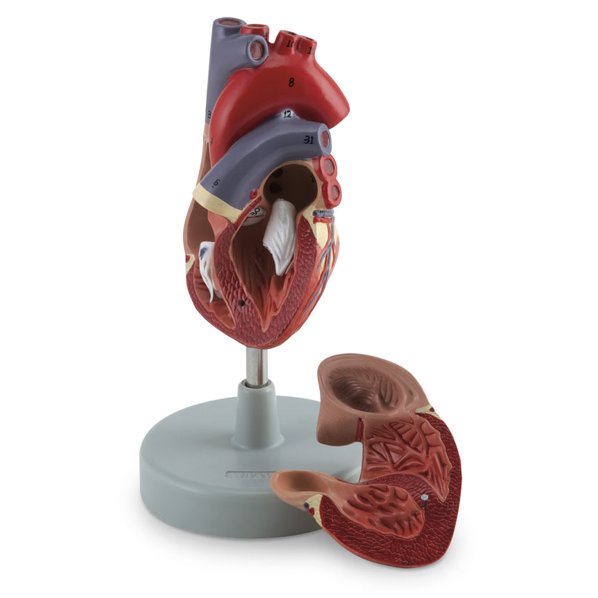 Heart Model (2-Piece) [SKU: SB32595] – Nasco Healthcare