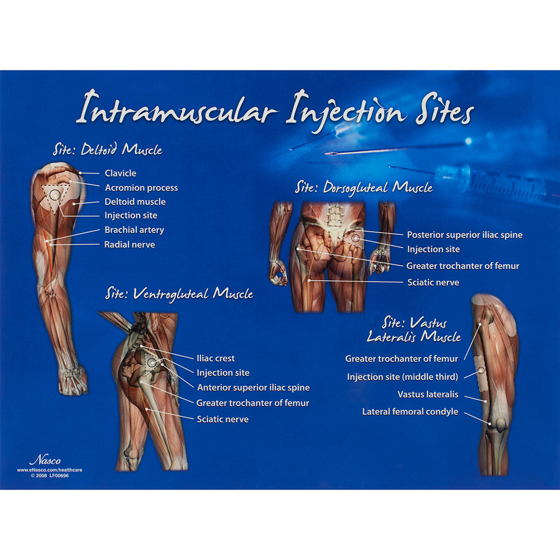 Intramuscular Injection Sites Chart Nasco Healthcare