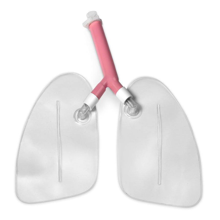 Heart Model (2-Piece) [SKU: SB32595] – Nasco Healthcare