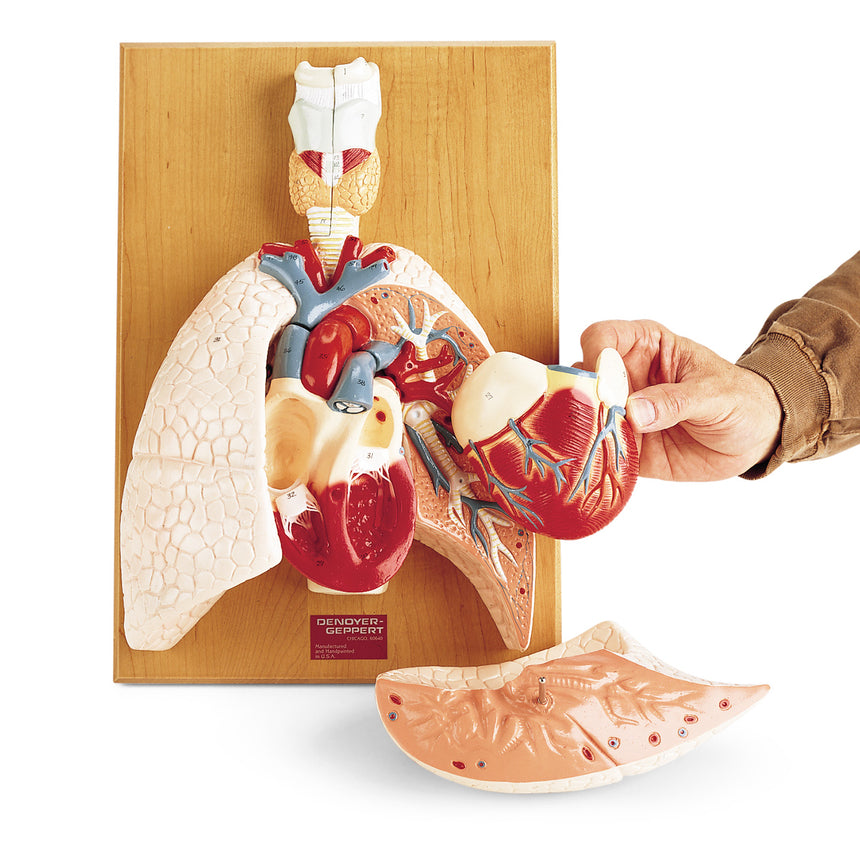 Heart Model (2-Piece) [SKU: SB32595] – Nasco Healthcare