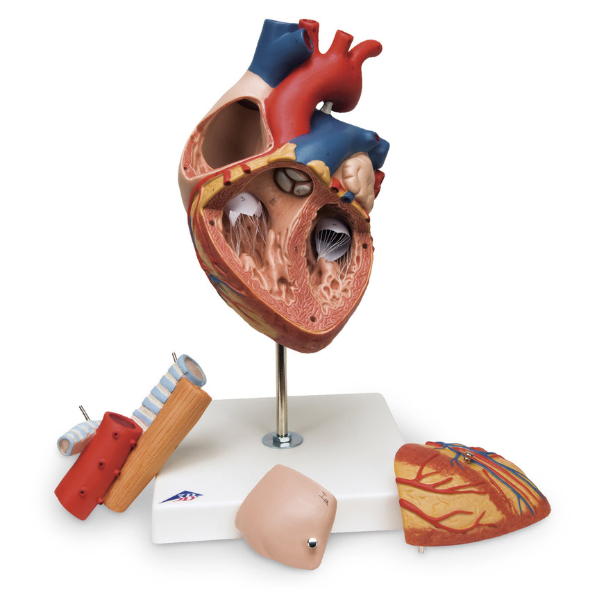 Heart Model (2-Piece) [SKU: SB32595] – Nasco Healthcare