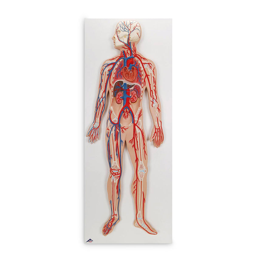 Heart Model (2-Piece) [SKU: SB32595] – Nasco Healthcare