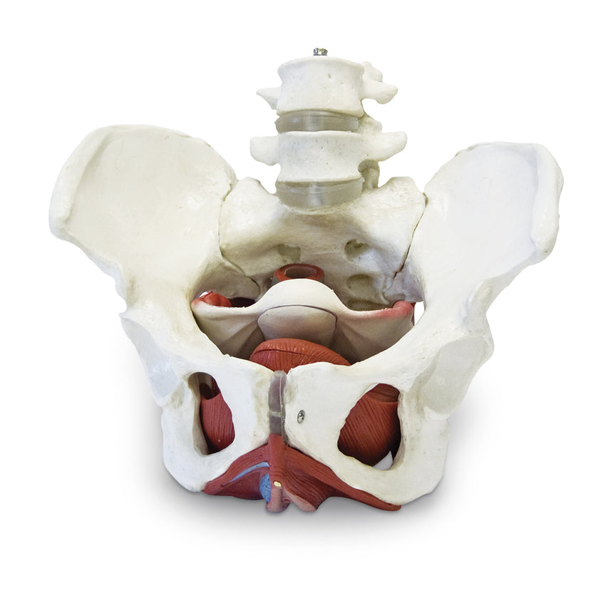 Female Pelvic Skeleton – Nasco Healthcare