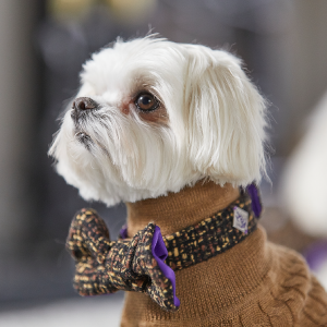 designer dog scarves
