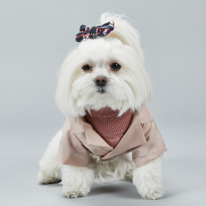 upscale dog clothes