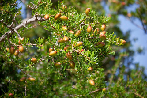 Organic cosmetic argan oil