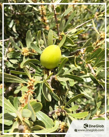 argan tree 