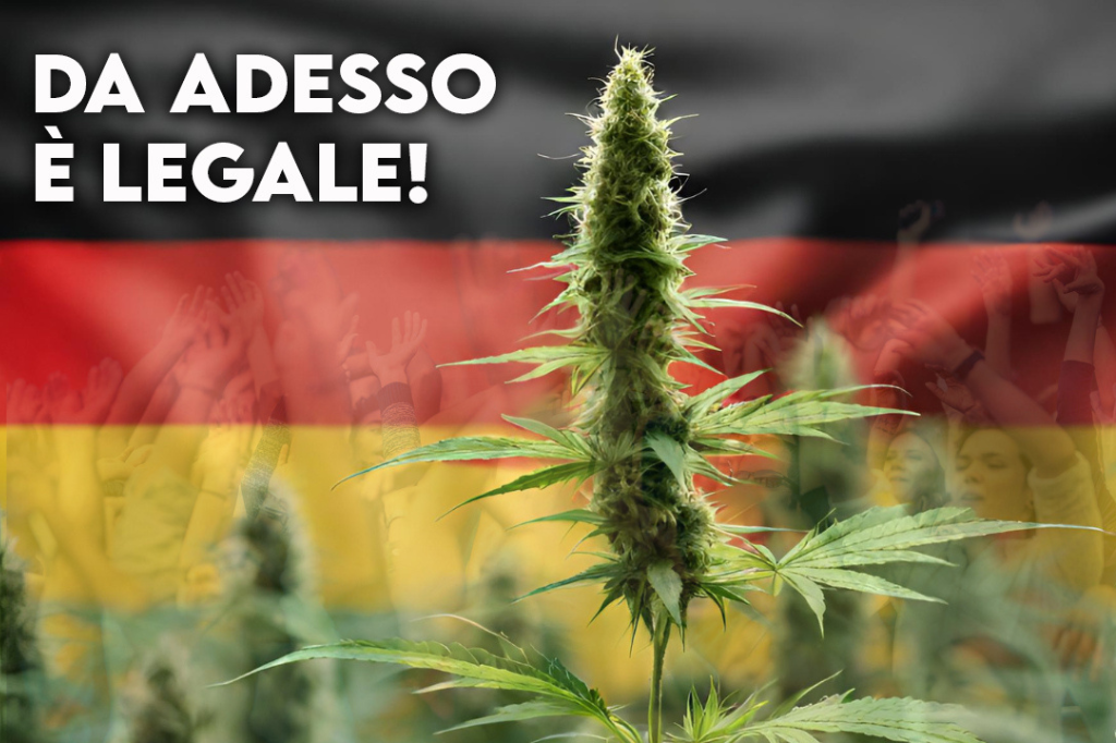 I cittadini tedeschi sono liberi di coltivare quattro piante di cannabis