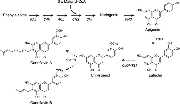 Sintesi formazione della molecola di cannaflavina, articolo completo solo su bongae.com