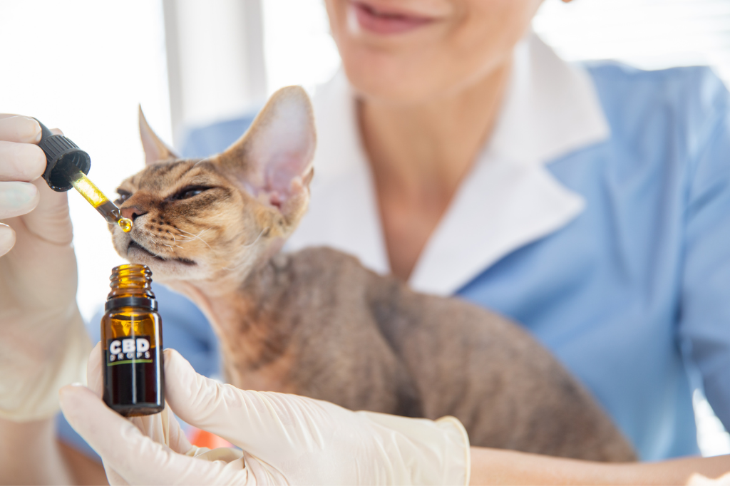 Immagine esplicativa dei benefici del CBD (Cannabidiolo) sugli animali domestici, cani e gatti - Bongae