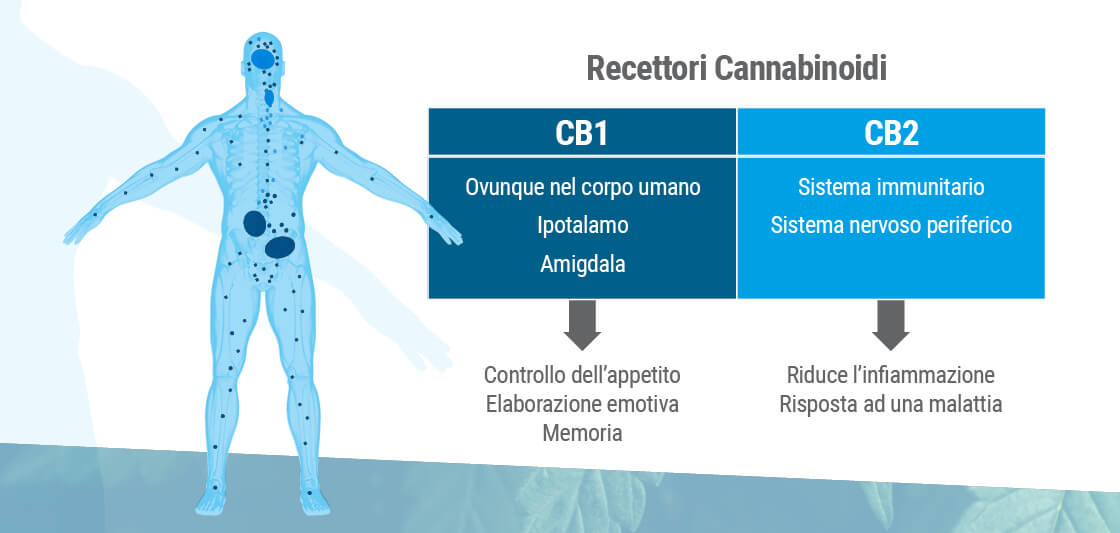 Sistema Endocannabinoide Sinapsi cervello umano, benefici del CBD cannabidiolo  - Bongae