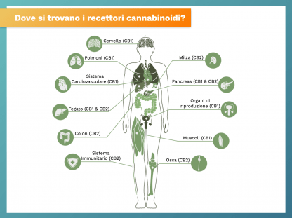 Sistema Endocannabinoide Sinapsi cervello umano, benefici del CBD cannabidiolo