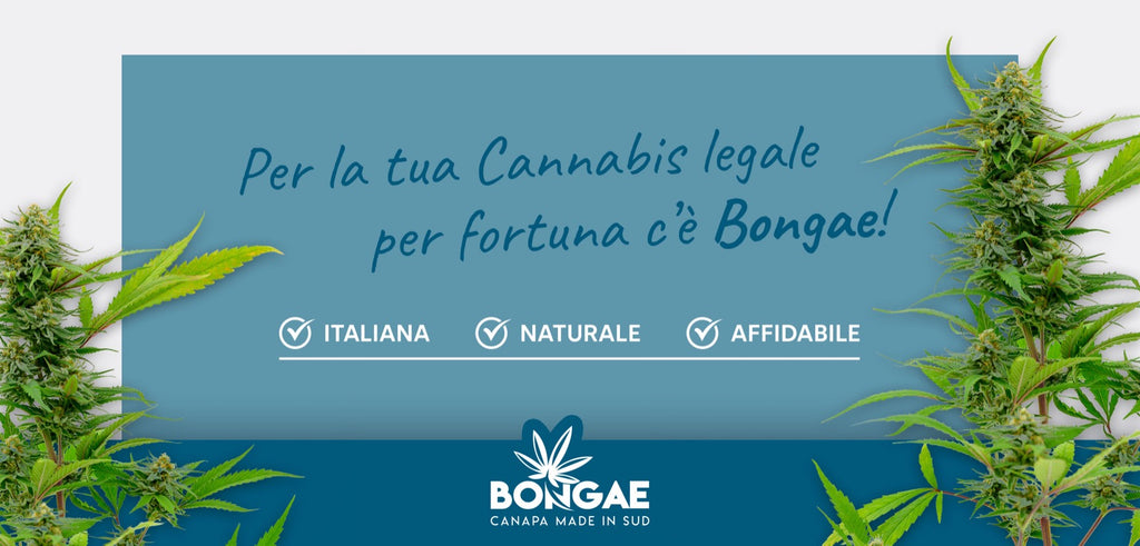 Per la Tua cannabis legale, CBD per fortuna c'è Bongae