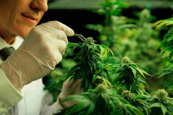 Fertilizzanti naturali e organici perfetti per la Cannabis 
