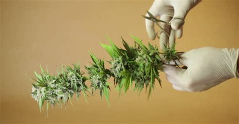 Tutto quello che puoi ricavare dagli scarti di cannabis - Bongae.com