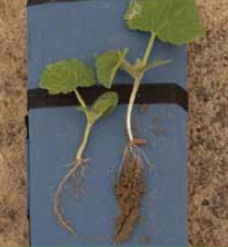 MicrobeLife Root Comparison