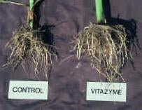 Vitazyme Organic Growth Stimulant