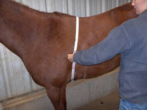 Horse Amp Pony Height And Weight Tape By Tough 1 Sure Measure