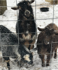 Goats in the Winter Snow