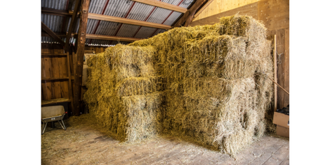 Hay in Barn