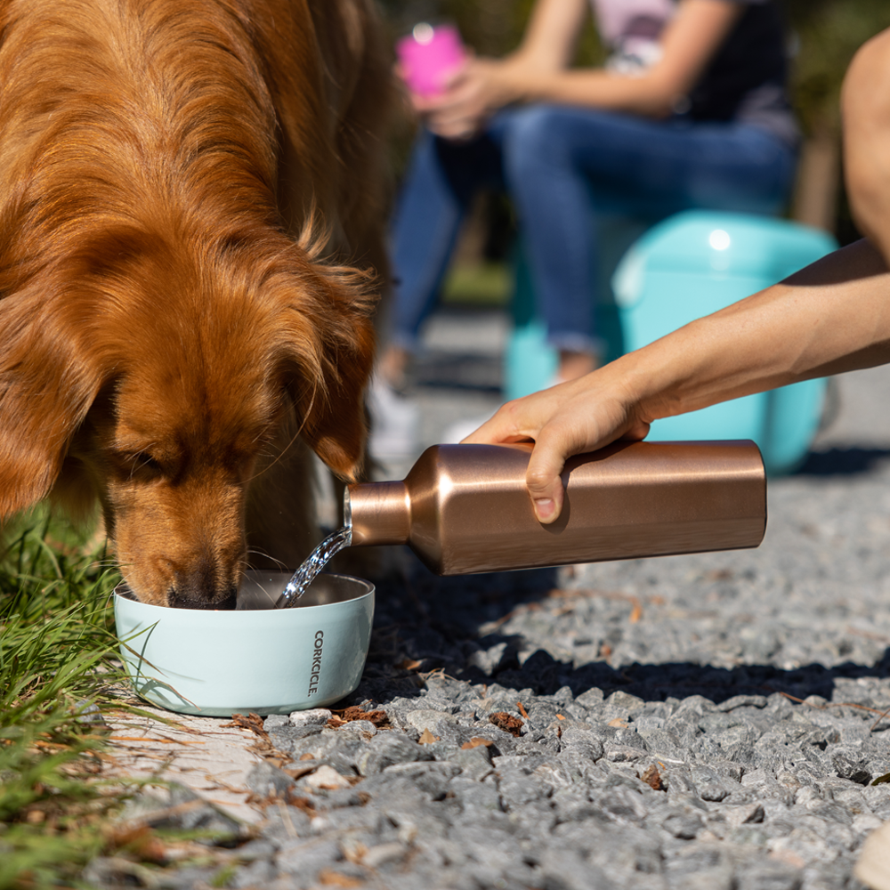 Stainless Steel Dog Bowl Dog Bowl 16oz / Powder Blue