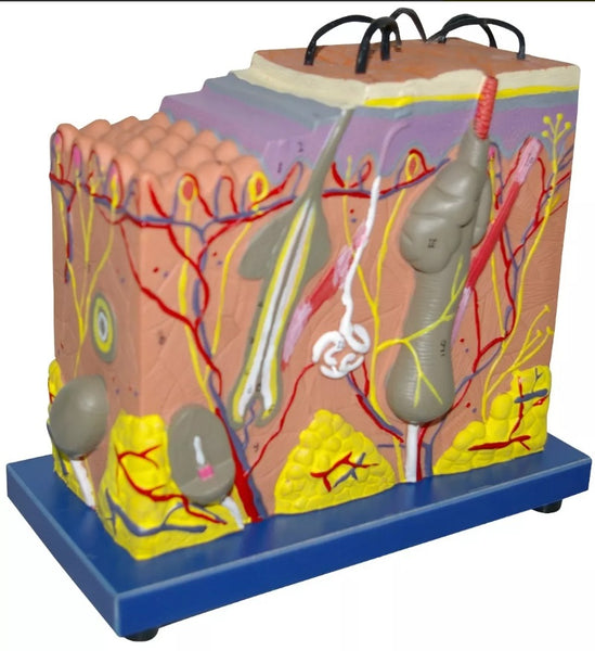 Modelo Anatomico de Piel Humana – MICROSCOPIOS