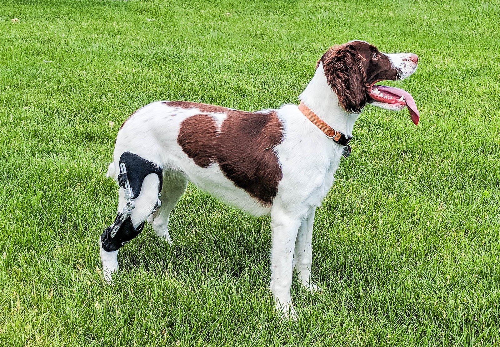 canine cruciate ligament brace