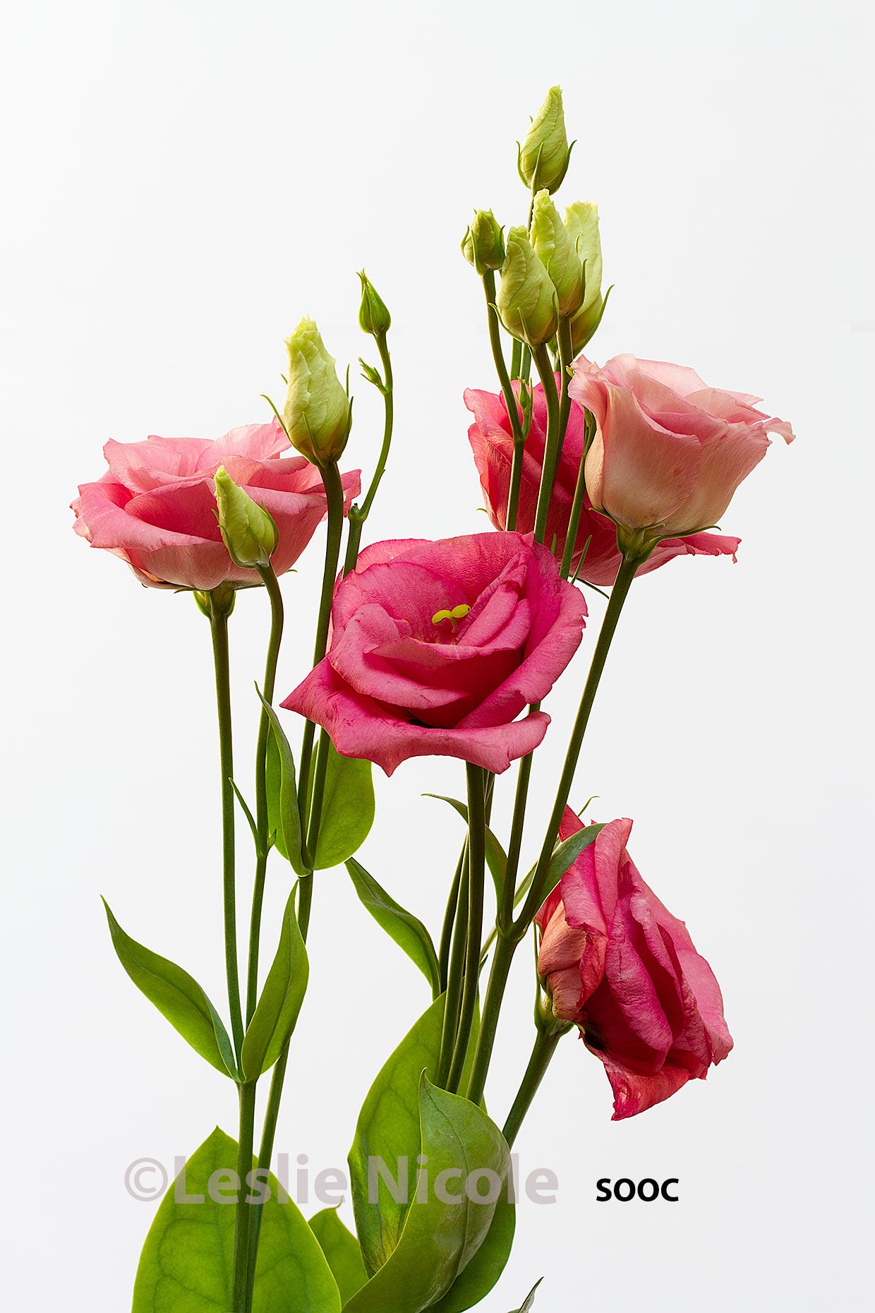 Lisianthus photograph against a white background before textures and filters.