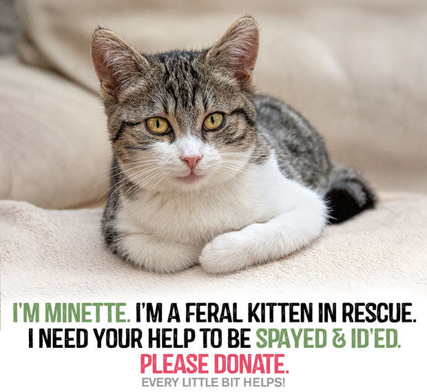 Minette, a kitten who needs to be spayed.