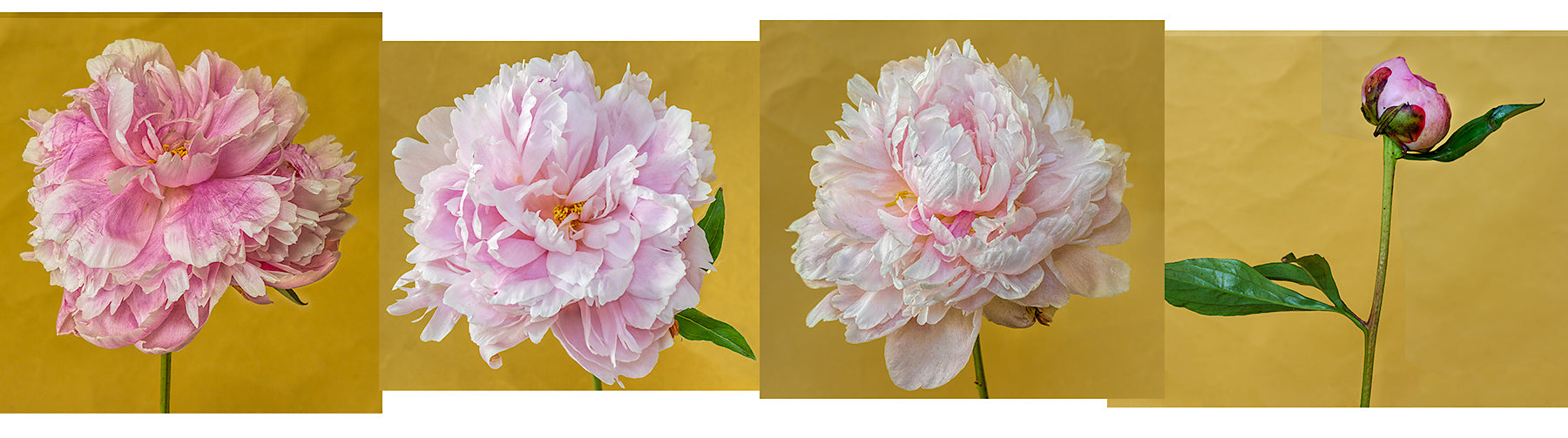 Original peony photographs for the mural design.