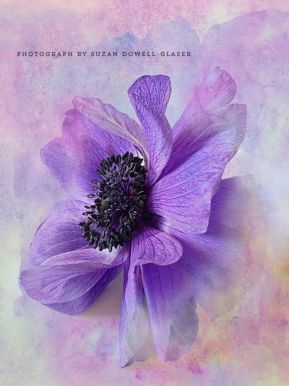 Anemone photograph by Suzan Dowell-Glaser with a watercolor texture by French Kiss Collections.