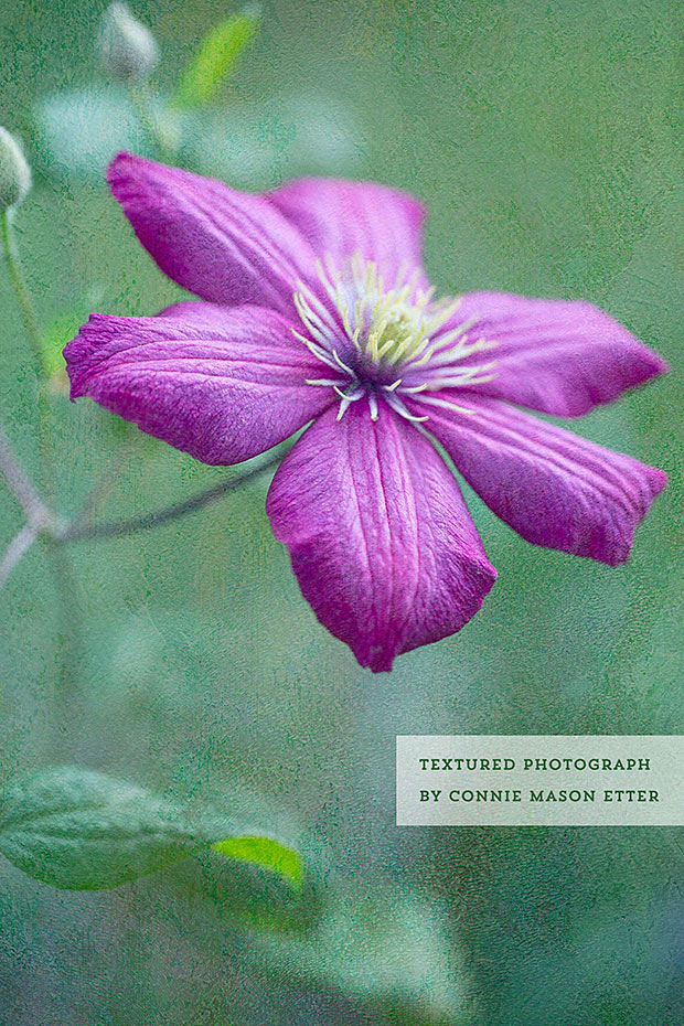 Textured photograph of a clematis flower by Connie Mason Etter.