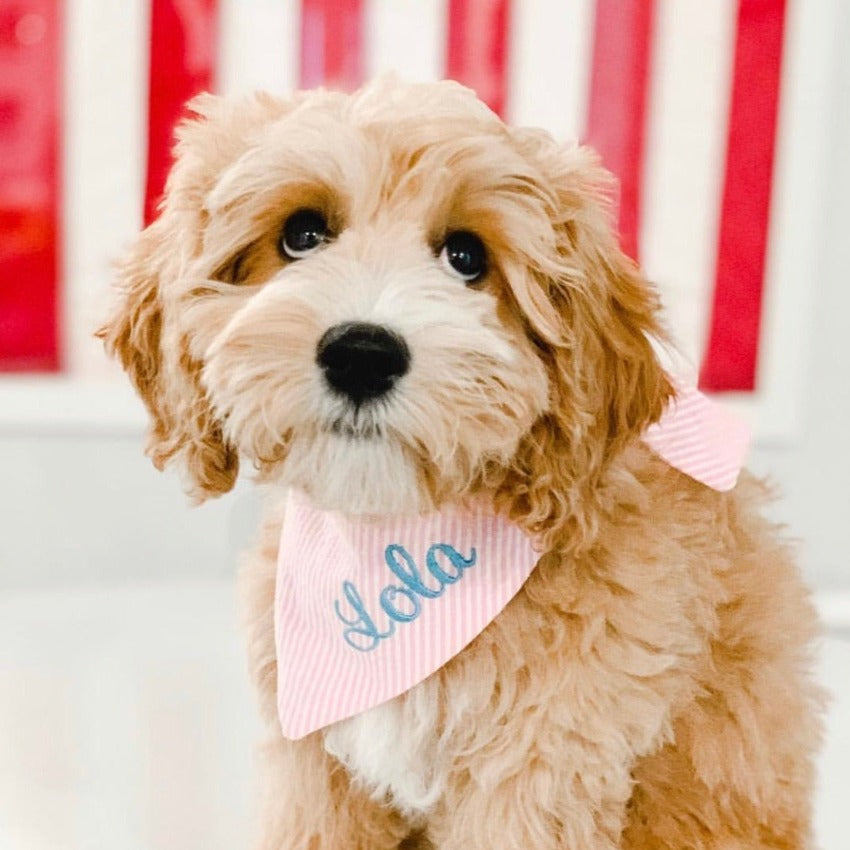 dogs and bandanas