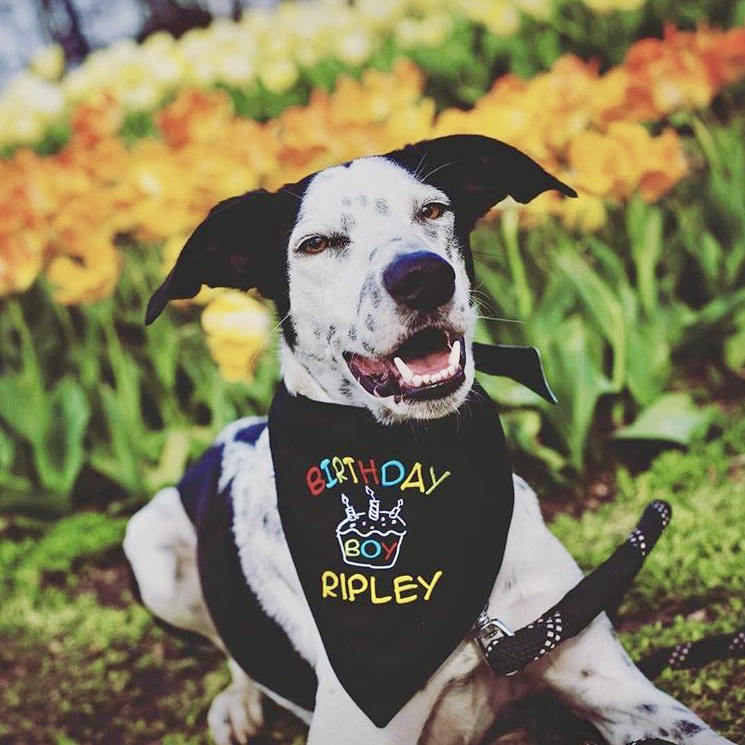 dog birthday bandana