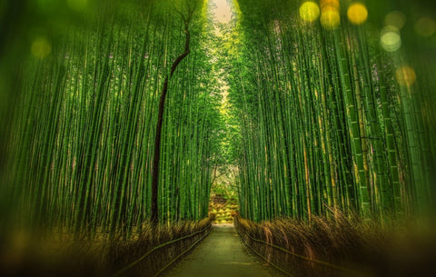 bamboo plant forest