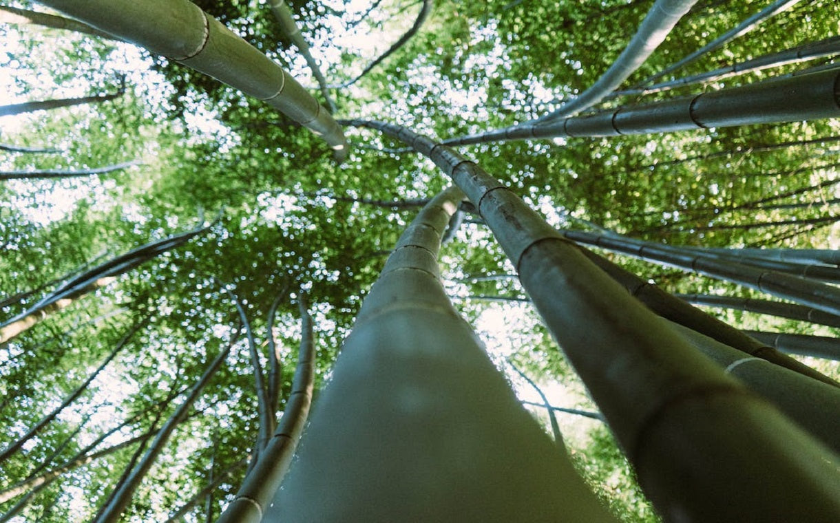 Bamboo trees