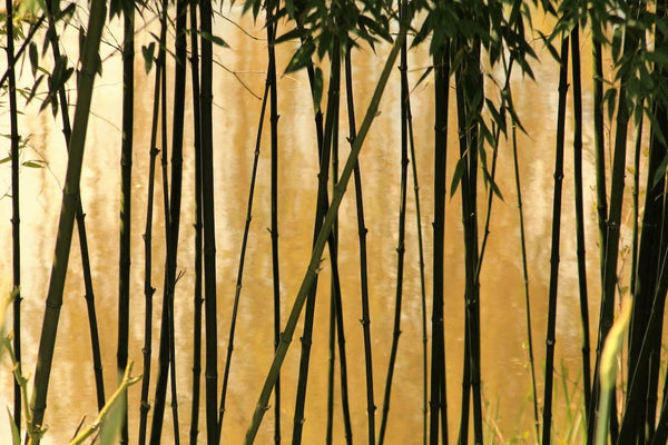 Bamboo trees