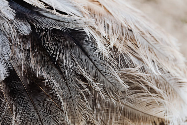 Bird's feathers