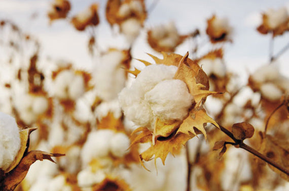 Cotton plant