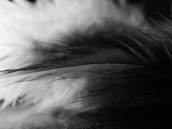 Monochrome photo of a feather as duvet fillings