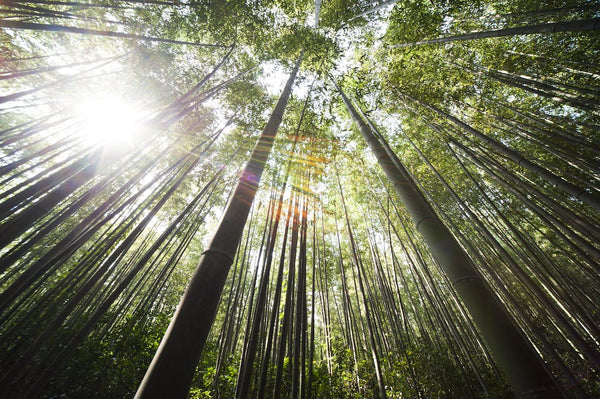 Sunlight over bamboo trees