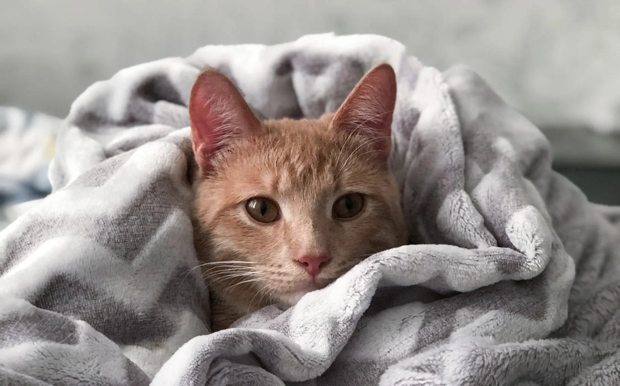 a cat wrapped in a blanket